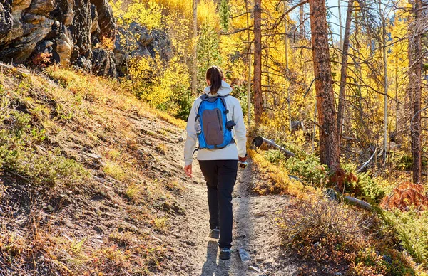 Woman tourist walking on trail in aspen grove at autumn in Rocky Mountain National Park. Colorado, USA.