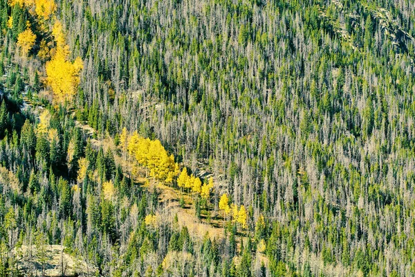 Aspen Grove Outono Rocky Mountain National Park Colorado Eua — Fotografia de Stock