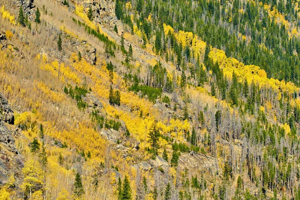 秋のポプラ グローブ ロッキー山国立公園コロラド州 アメリカ合衆国 — ストック写真