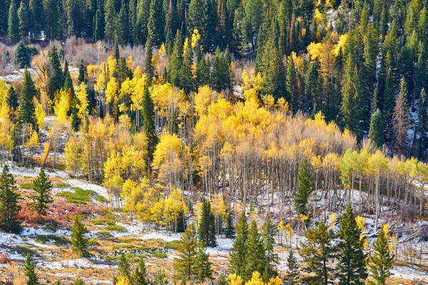 Rocky Dağları Nda Kavak Grove Sonbahar Colorado Abd — Stok fotoğraf