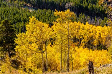 Sonbahar, sarı kavak ağaçları Rocky Dağı Milli Parkı, Colorado, ABD 
