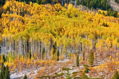 Kavak grove adlı güneşli sonbahar günü, Colorado, ABD   