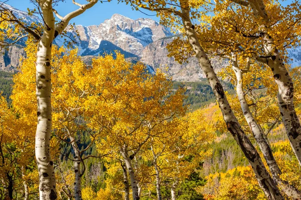 Vista Pitoresca Aspen Grove Outono Parque Nacional Montanha Rochosa Colorado — Fotografia de Stock