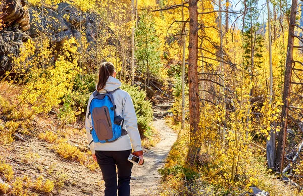 Woman tourist with backpack walking on trail in aspen grove at autumn in Rocky Mountain National Park. Colorado, USA.