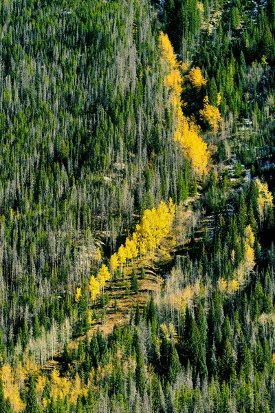 Pittoresca Vista Sul Paesaggio Autunnale Con Aspen Grove Nel Rocky — Foto Stock