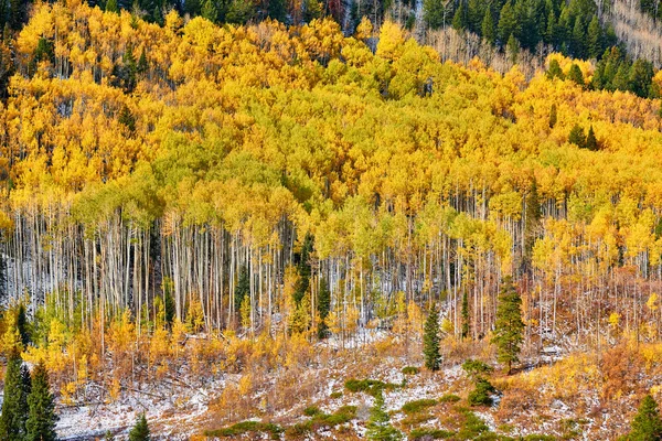 美国科罗拉多州阳光明媚的秋日白杨林 — 图库照片