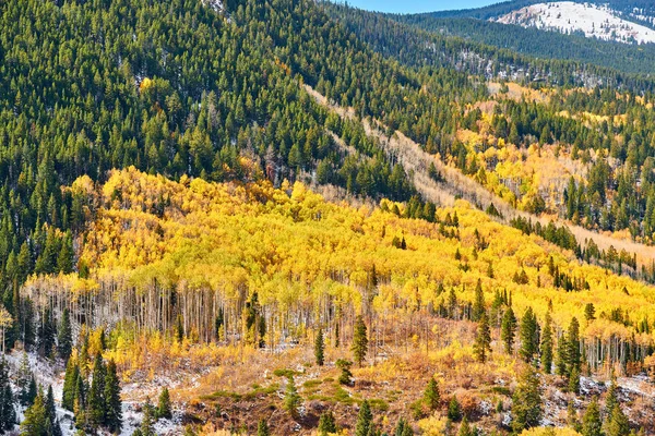 Boschetto Aspen Autunno Nelle Montagne Rocciose Colorado Stati Uniti — Foto Stock