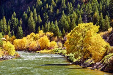 güzel manzara sonbahar ağaç ve nehir, Colorado, ABD. 