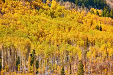 Kavak grove adlı güneşli sonbahar günü, Colorado, ABD   