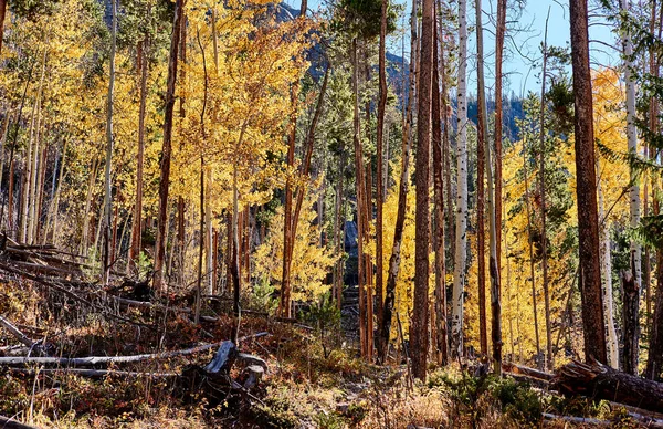 Sonbahar Sarı Kavak Ağaçları Rocky Dağı Milli Parkı Colorado Abd — Stok fotoğraf