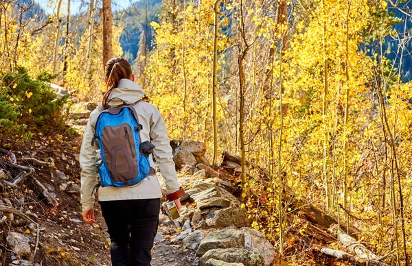 Žena Turistické Pěší Stezce Aspen Grove Podzim Rocky Mountain National — Stock fotografie