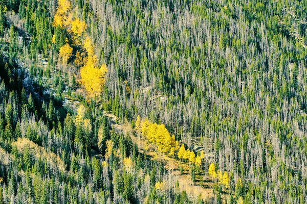 Autunno Aspen Boschetto Sulla Collina Rocky Mountain National Park Colorado — Foto Stock