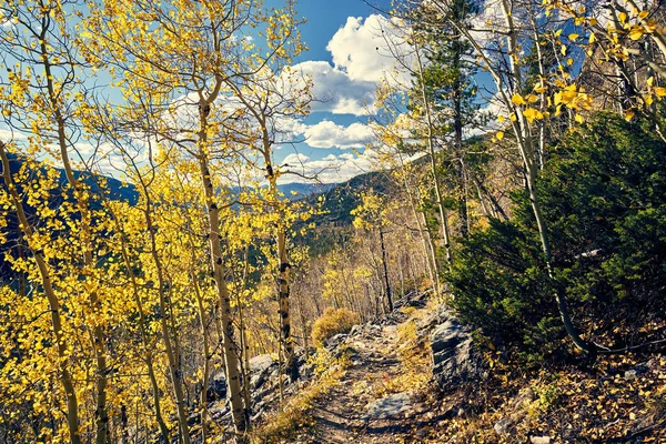 Sinuoso Sendero Aspen Grove Otoño Rocky Mountain National Park Colorado — Foto de Stock