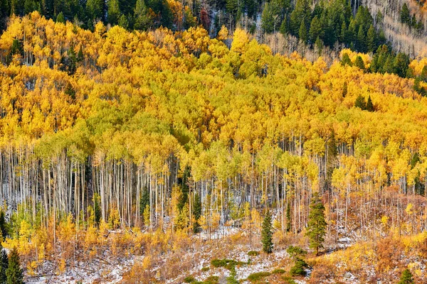 Aspen grove at autumn in Rocky Mountains. Colorado, USA