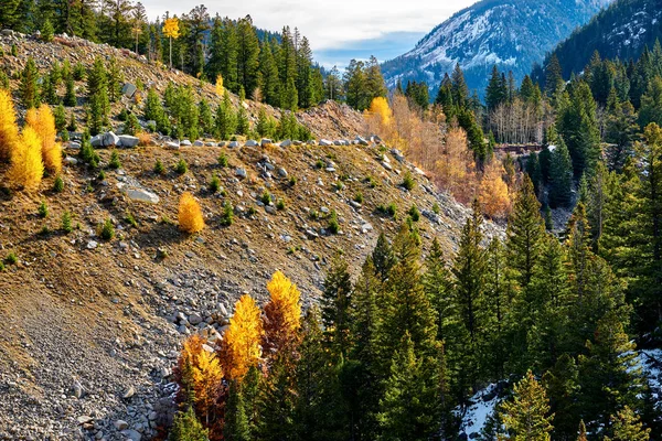 Árboles Que Crecen Las Colinas Colorado Otoño — Foto de Stock