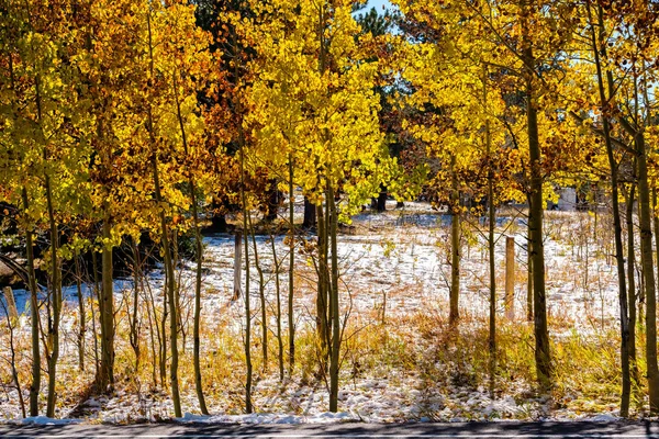 Primera Nieve Hermoso Bosque Álamo Otoño Colorado —  Fotos de Stock