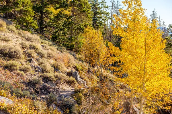 Álamo Amarelo Outono Parque Nacional Montanha Rochosa Colorado Eua — Fotografia de Stock