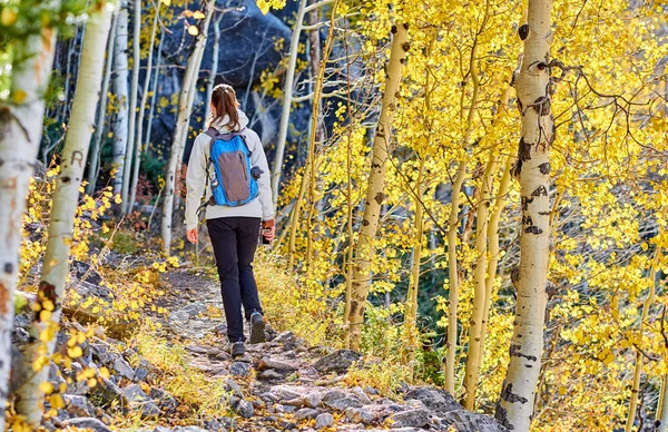 Turisztikai Walking Nyomvonal Aspen Grove Ősszel Rocky Mountain Nemzeti Parkban — Stock Fotó