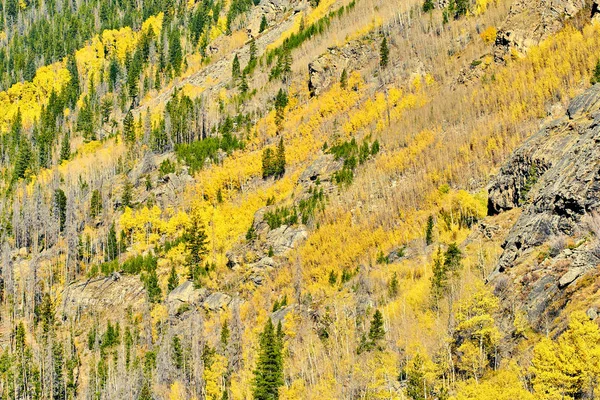 Sonbahar Kavak Grove Hill Rocky Dağı Milli Parkı Colorado Abd — Stok fotoğraf