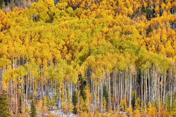 Aspen Grove Soliga Höstdag Colorado Usa — Stockfoto