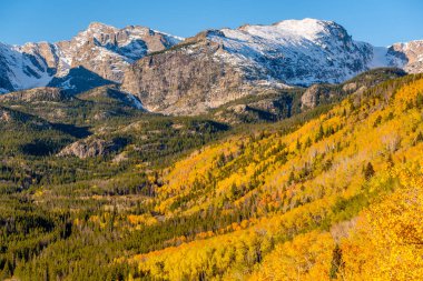 Sonbaharda Aspen korusu. Rocky Dağı Ulusal Parkı. Colorado, ABD. 