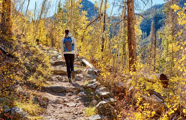 Turystyczna Kobieta Spaceru Szlaku Aspen Grove Jesieni Rocky Mountain National — Zdjęcie stockowe