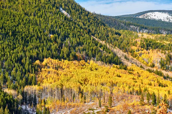 ロッキー山脈 コロラド州 米国での秋のポプラ グローブ — ストック写真