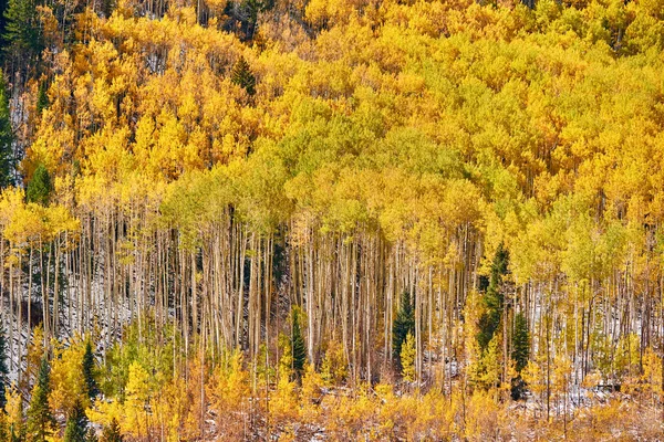 ロッキー山脈 コロラド州 米国での秋のポプラ グローブ — ストック写真