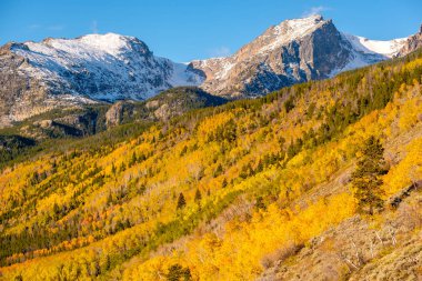 Sonbaharda Aspen korusu. Rocky Dağı Ulusal Parkı. Colorado, ABD. 