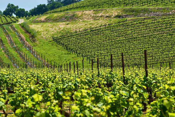 Weinbaulandschaft Kalifornien Usa — Stockfoto