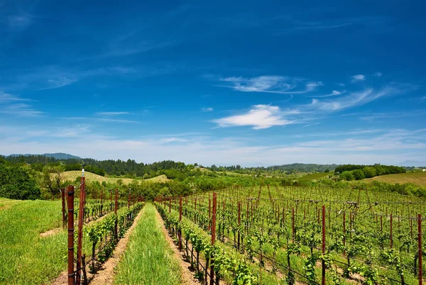 Krajobraz Winnic Kalifornii Usa — Zdjęcie stockowe