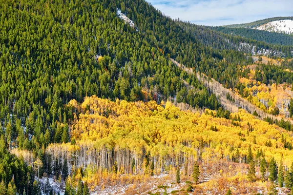 ロッキー山脈 コロラド州 米国での秋のポプラ グローブ — ストック写真