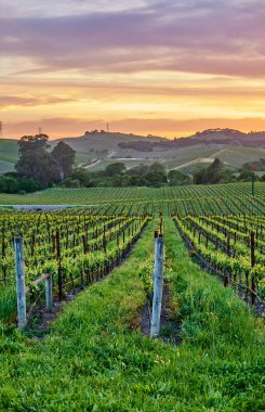 Gün batımında üzüm bağları manzarada California, ABD.