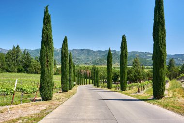Kaliforniya, ABD 'deki üzüm bağları manzarası.