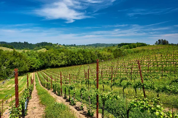 Wijngaarden Landschap California Verenigde Staten — Stockfoto