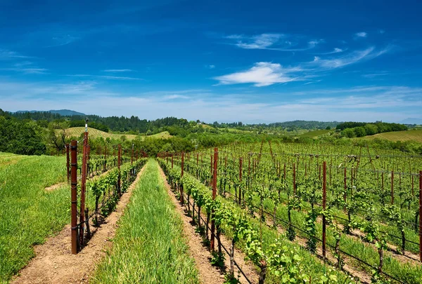 Wijngaarden Landschap California Verenigde Staten — Stockfoto