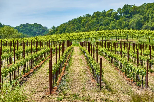 Weinbaulandschaft Kalifornien Usa — Stockfoto