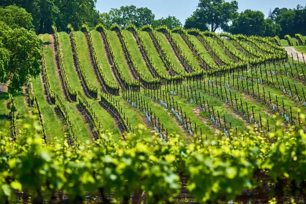 Wijngaarden Landschap California Verenigde Staten — Stockfoto