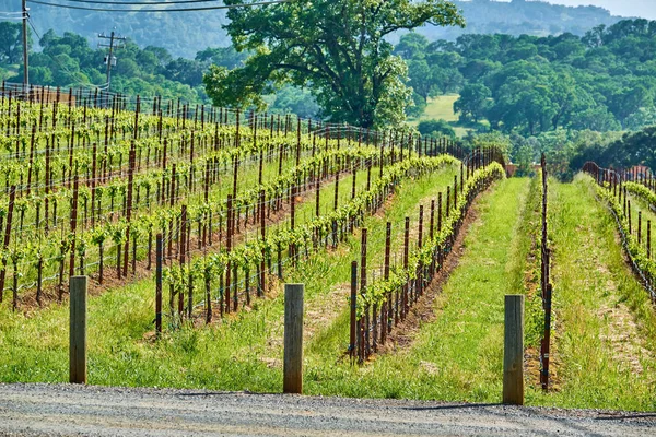 Weinbaulandschaft Kalifornien Usa — Stockfoto