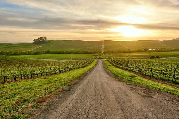 Weinberge Landschaft Bei Sonnenuntergang Kalifornien Vereinigte Staaten — Stockfoto