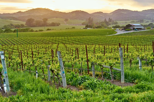 Landschap Van Wijngaarden Bij Zonsondergang California Usa — Stockfoto