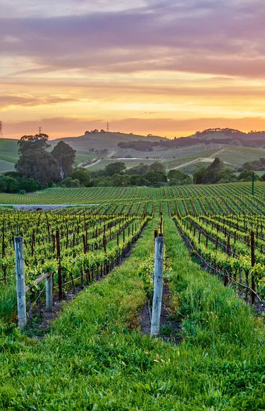 美国加利福尼亚州的日落葡萄园景观 — 图库照片