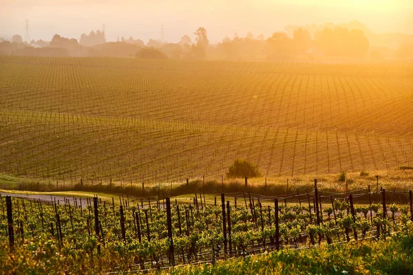 Landschap Van Wijngaarden Bij Zonsopgang California Usa — Stockfoto