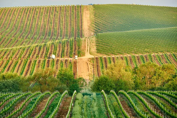 Vineyards Landscape California Usa — Stock Photo, Image