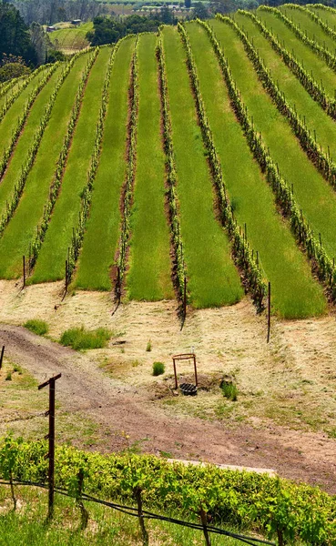 Ландшафт Винограду Каліфорнії Сша — стокове фото