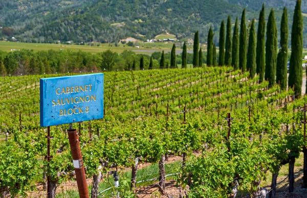 Cabernet Sauvignon Vin Cépage Signe Paysage Des Vignobles Californie États — Photo