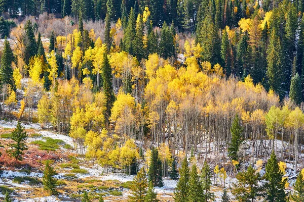 Aspen grove at autumn in Rocky Mountains, Colorado, USA.