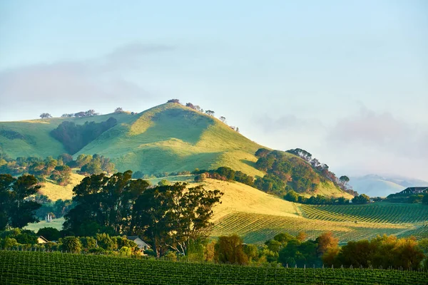 Vineyards Landscape California Usa Royalty Free Stock Images