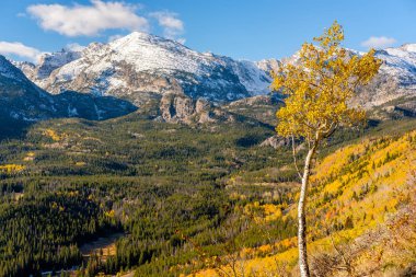 Sonbaharda Aspen korusu. Rocky Dağı Ulusal Parkı. Colorado, ABD. 