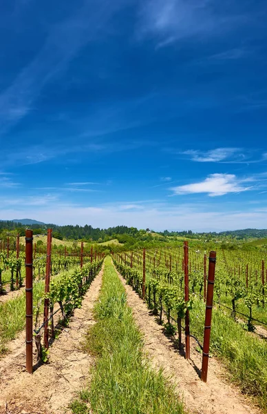 Wijngaarden Landschap California Verenigde Staten — Stockfoto